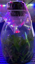 Load image into Gallery viewer, Flask - Cattleya schilleriana x self