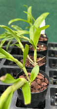 Load image into Gallery viewer, Orchid Seedling 50mm Pot size - Dendrobium Satin Brocade softcane