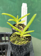 Load image into Gallery viewer, Orchid Seedling 50mm Pot size - Vanda Pakchong Blue x Kulvadee
