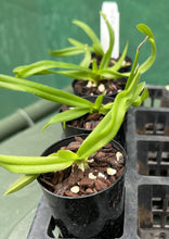 Load image into Gallery viewer, Orchid Seedling 50mm Pot size - Vanda Chulee Blue
