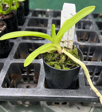 Load image into Gallery viewer, Orchid Seedling 50mm Pot size - Vanda Parnemprai x Suksamran Spot
