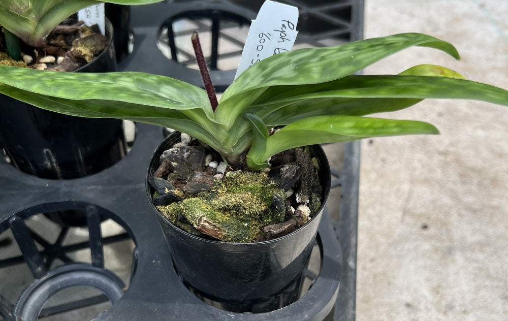 Flowering Size Orchid - Paphiopedilum barbatum  species