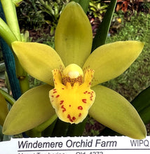 Load image into Gallery viewer, 70mm pot - Tropical Cymbidium Seedlings Mixed Colours/ varieties Lucky Dip
