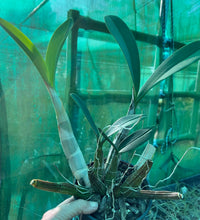 Load image into Gallery viewer, Orchid 125mm Pot size - Dendrobium speciosum grandiflorum Robyn x capricornicum Raylene - King Orchid- - Australian Native