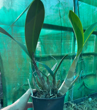 Load image into Gallery viewer, Orchid 125mm Pot size - Dendrobium speciosum grandiflorum Robyn x capricornicum Raylene - King Orchid- - Australian Native