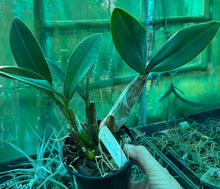 Load image into Gallery viewer, Orchid 125mm Pot size - Dendrobium speciosum grandiflorum 'Michelle' x 'Robyn' - King Orchid- - Australian Native