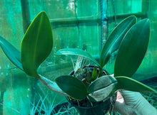 Load image into Gallery viewer, Orchid 125mm Pot size - Dendrobium speciosum grandiflorum 'Michelle' x 'Robyn' - King Orchid- - Australian Native