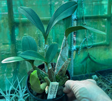 Load image into Gallery viewer, Orchid 125mm Pot size - Dendrobium speciosum curvicaule daylight moon x palmerston mist edward '  - King Orchid- - Australian Native