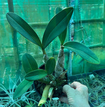 Load image into Gallery viewer, Orchid 125mm Pot size - Dendrobium speciosum curvicaule daylight moon x palmerston mist edward '  - King Orchid- - Australian Native
