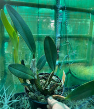 Load image into Gallery viewer, Orchid Seedling 125mm Pot size - Dendrobium speciosum grandiflorum Phena's Gold x curvicaule Dave's Moon Gold - King Orchid- - Australian Native