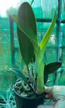 Load image into Gallery viewer, Orchid Seedling 125mm Pot size - Dendrobium speciosum grandiflorum Phena's Gold x curvicaule Dave's Moon Gold - King Orchid- - Australian Native