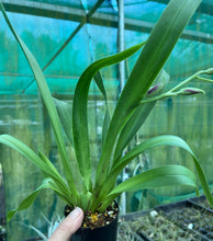 Load image into Gallery viewer, Flowering Size Plant - Miltoniopsis Hajime Ono 'Raspberry'