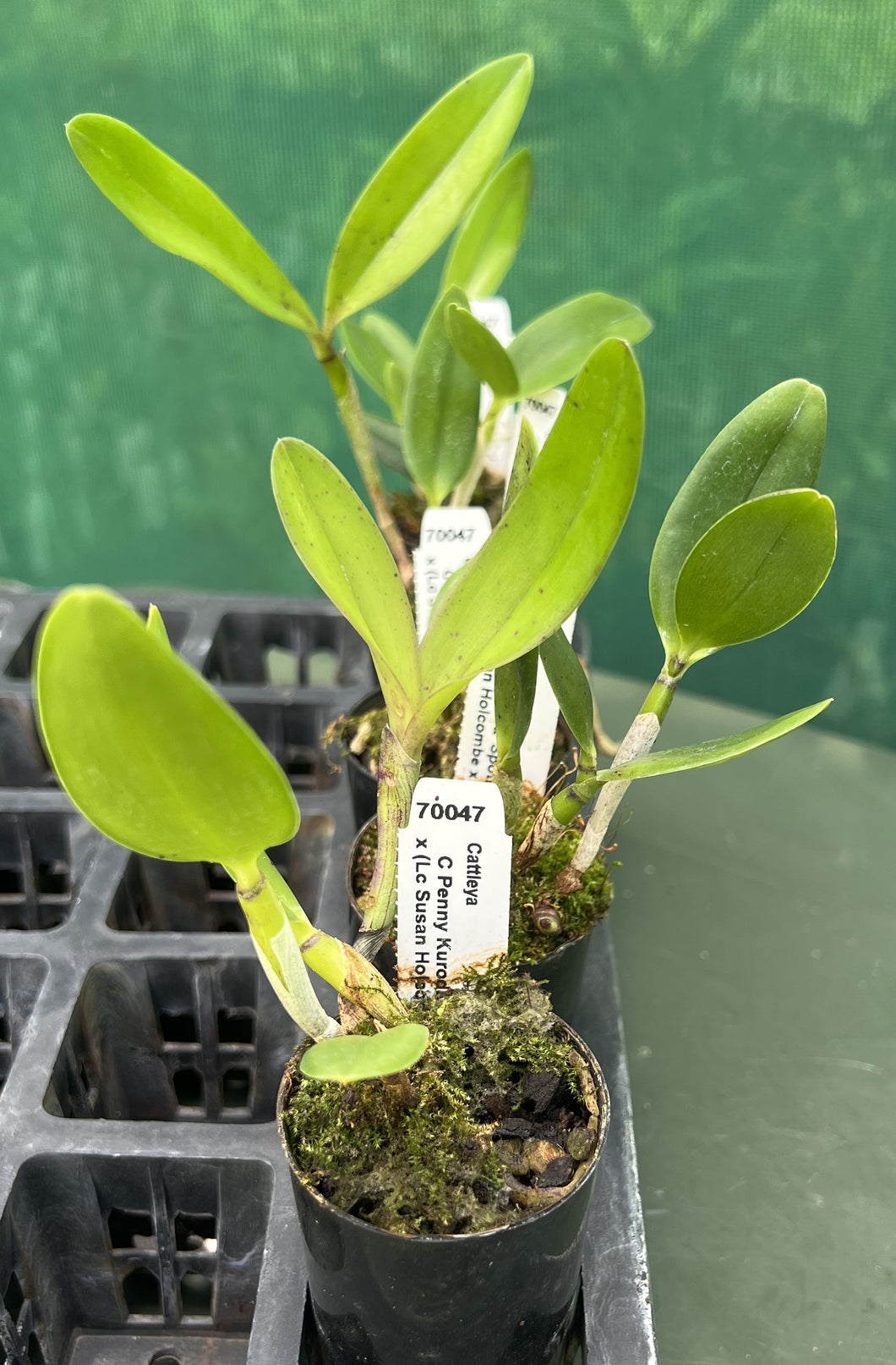 Orchid Seedling  50mm Pot Size - Cattleya Penny Kuroda 'Spots' x (Susan Holcombe x Caudebec)