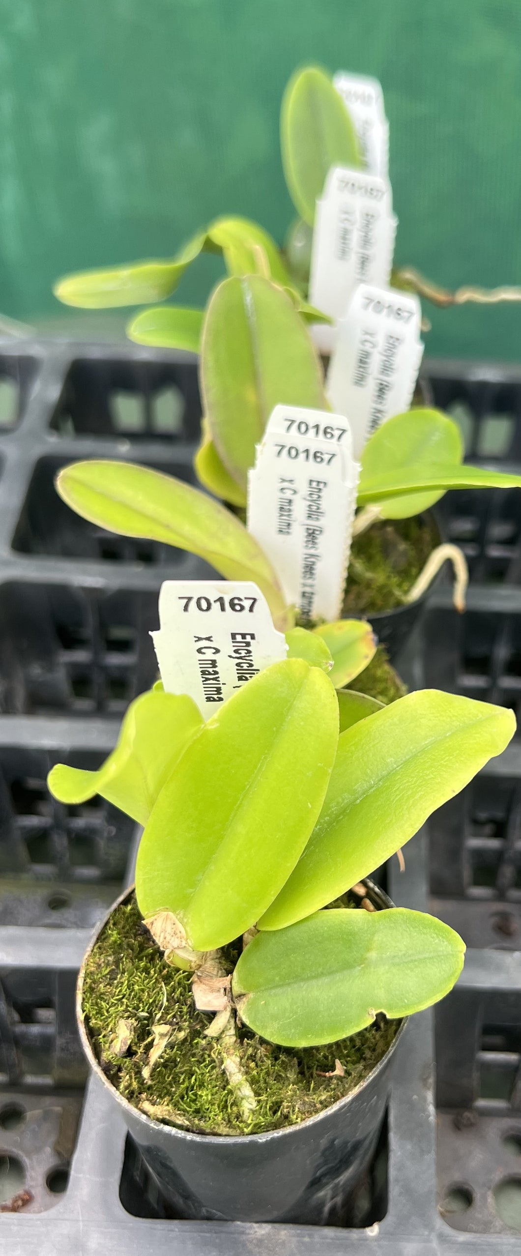 Orchid Seedling  50mm Pot Size - Cattleya Encyclia(Bees Knees x tampensis) x Cattleya maxima
