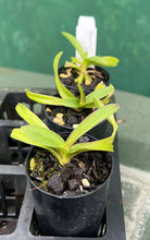 Load image into Gallery viewer, Orchid Seedling 50mm Pot size - Vanda Predo Bonetti 'Jairak'