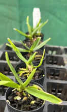 Load image into Gallery viewer, Orchid Seedling 50mm Pot Size - Angraeceum didieri x sib - Species