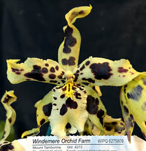 Load image into Gallery viewer, Orchid 50mm Pot Size - Oncidium Beallara Snowblind sweetspot