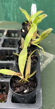 Load image into Gallery viewer, Orchid Seedling 50mm Pot Size - Oncidium lanceanum - Species
