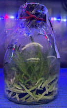 Load image into Gallery viewer, Flask - Cattelya trianae coerulea x sib ('22-1' Big Dark Lip x 'Giant') - Species