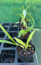 Load image into Gallery viewer, Orchid Seedling 50mm Pot size - Catasetum Momierara Millennium Magic Witchcraft
