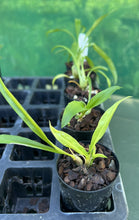Load image into Gallery viewer, Orchid Seedling 50mm Pot size - Catasetum Momierara Millennium Magic Witchcraft