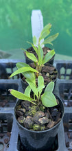 Load image into Gallery viewer, Orchid Seedling 50mm Pot size - Dendrobium tetragonum x sib - Australian Native
