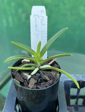 Load image into Gallery viewer, Orchid Seedling 50mm Pot size - Vanda falcata armanii (White Snow) x self
