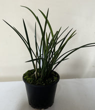 Load image into Gallery viewer, Flowering Size Plant - Coelogyne Dendrochilum wenzelii
