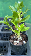 Load image into Gallery viewer, Orchid Seedling 50mm Pot size - Dendrobium Green Elf softcane
