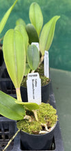 Load image into Gallery viewer, Orchid Seedling  50mm Pot Size - Cattleya Lawless Romeo Juliet