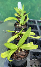 Load image into Gallery viewer, Orchid Seedling 50mm Pot size Gastrochilus japonicus species