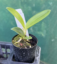 Load image into Gallery viewer, Orchid Seedling 50mm Pot Size - Cattleya Bc Hawaii Star