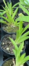 Load image into Gallery viewer, Orchid Seedling 50mm Pot size - Oncidium Tolumnia Jairak Flyer &#39;orange/red x Golden Sunray
