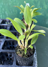 Load image into Gallery viewer, Orchid Seedling 50mm Pot Size - Cattleya Imperial Charm 'Ace'