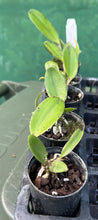 Load image into Gallery viewer, Orchid Seedling  50mm Pot Size - Cattleya Yuan Dung Sweet