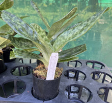 Load image into Gallery viewer, Flowering Size Orchid - Paphiopedilum In Charm Silver Bell x Doya Green Prince