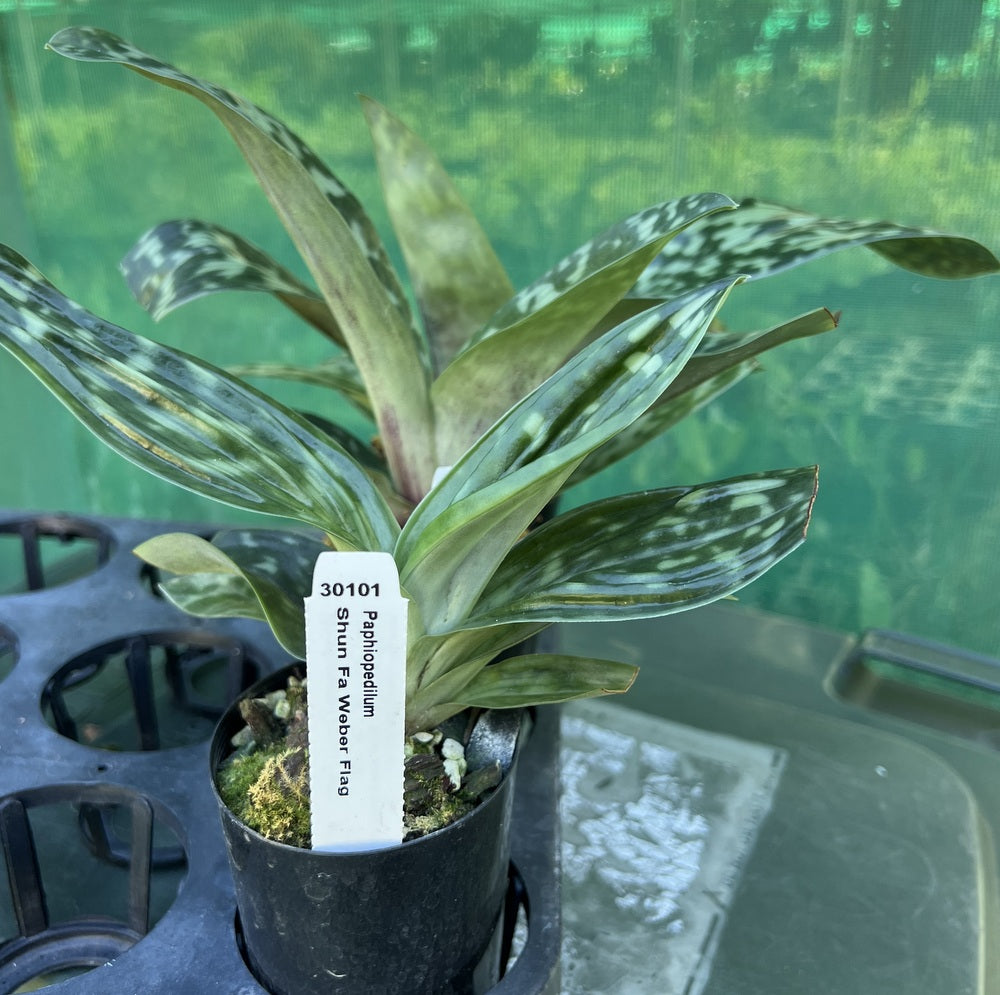 Flowering Size Orchid - Paphiopedilum Shun Fa Weber Flag