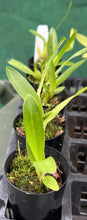 Load image into Gallery viewer, Orchid 50mm Pot Size - Oncidium Red Bull