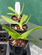 Load image into Gallery viewer, Orchid Seedling 50mm Pot Size - Rhyncostylis gigantea  &#39;orange&#39; - Species
