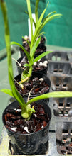 Load image into Gallery viewer, Orchid Seedling 50mm Pot size - Catasetum Cycnoches Taiwan Gold 'Orange'