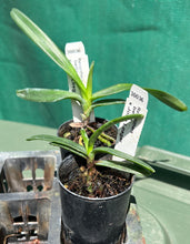 Load image into Gallery viewer, Orchid Seedling 50mm Pot size - Vanda Renanthera bella x John Losgar