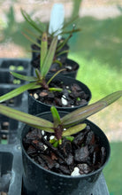 Load image into Gallery viewer, Orchid Seedling 50mm Pot size - Vanda flabellata species