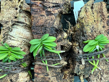 Load image into Gallery viewer, Orchid Seedling Mount - Schoenorchis seidenfadenii species