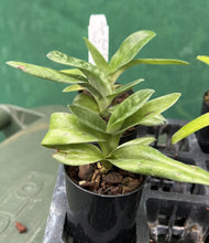 Load image into Gallery viewer, Orchid Seedling 50mm Pot Size - Paphiopedilum Red Shift x Impulse