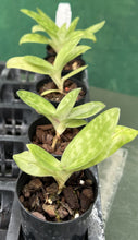 Load image into Gallery viewer, Orchid Seedling 50mm Pot Size - Paphiopedilum Doya Impulse