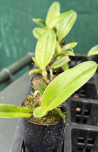 Load image into Gallery viewer, Orchid Seedling 50mm Pot Size - Cattleya Nell Hammer