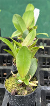 Load image into Gallery viewer, Orchid Seedling  50mm Pot Size - Cattleya Anchung Ruby