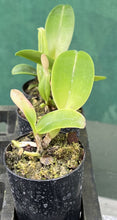 Load image into Gallery viewer, Orchid Seedling  50mm Pot Size - Cattleya Pink Diamond x Chia Lin
