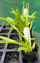 Load image into Gallery viewer, Orchid 50mm Pot Size - Oncidium Guann Shin Jaguar 'Lucky Star'