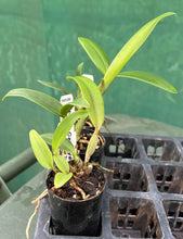 Load image into Gallery viewer, Orchid Seedling 50mm Pot size - Cattleya Trick or Treat x Qing Ming Beauty